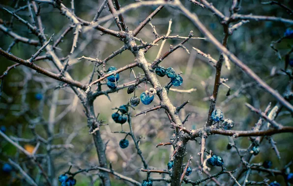 Berries, branch, barb