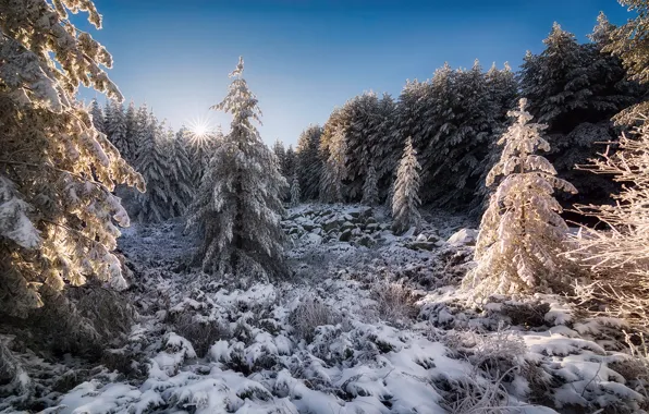 Autumn, forest, the sun, snow, Bulgaria, mountain range, November, Vitosha