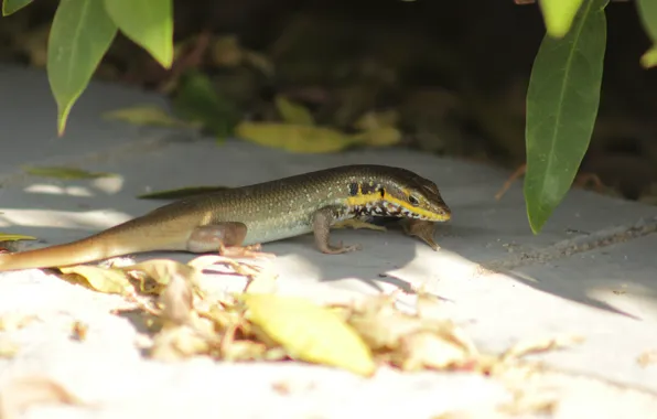 Summer, the sun, Lizard