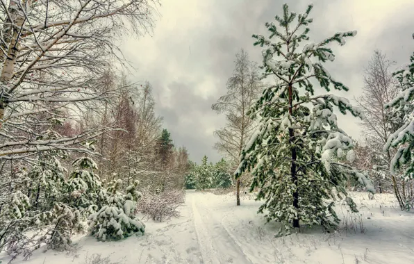 Picture forest, snow, pine, tree