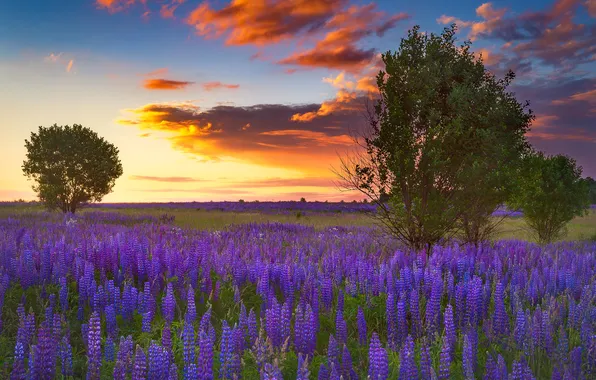 Field, summer, the sky, clouds, trees, sunset, flowers, dal