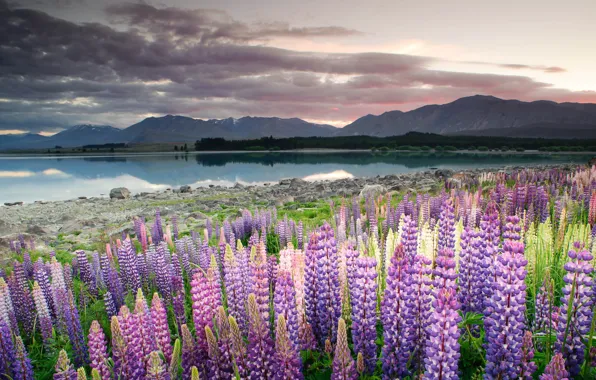 Picture landscape, flowers, mountains, clouds, nature, lake, stones, shore