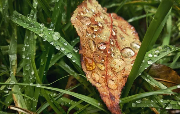 Picture autumn, grass, leaves, drops, macro, sheet, rain, mood