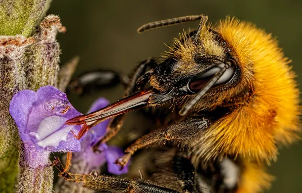 Picture water, drops, macro, flowers, bee, background, plant, insect