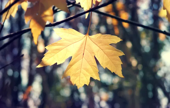 Autumn, macro, branches, nature, sheet, maple