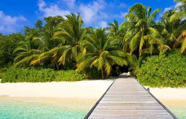 Sand, beach, the sky, water, clouds, landscape, palm trees, the ocean