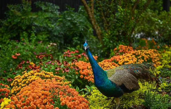 Summer, trees, flowers, Park, bird, garden, peacock, beds