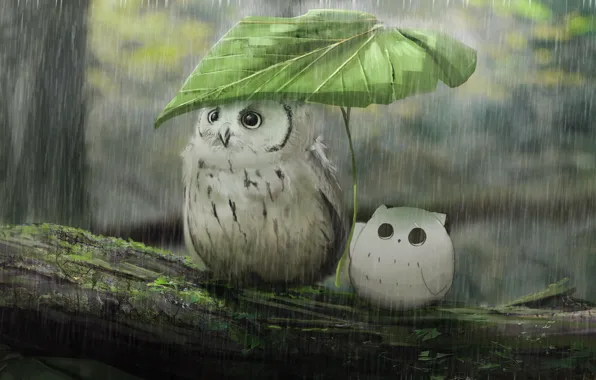 Rain, owl, leaf, owlet, hide