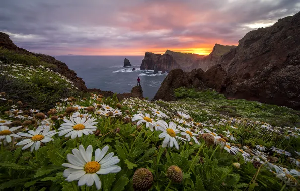 Picture sea, flowers, rocks, shore, people, chamomile, pond