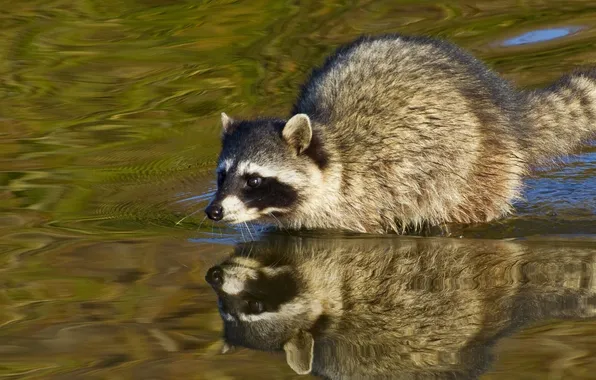 Picture water, reflection, raccoon