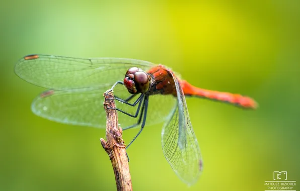 Macro, dragonfly, insect