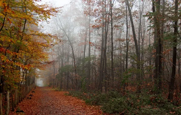 Picture trees, fog, foliage, Autumn, the fence