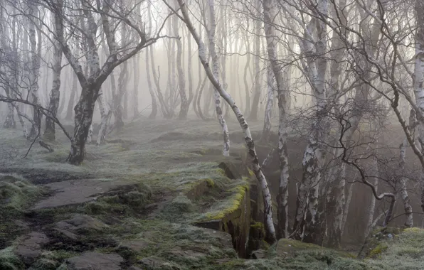 Picture nature, fog, birch