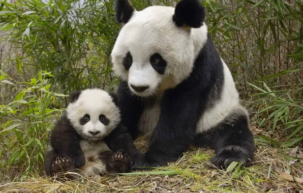 Picture China, bamboo, bear, Panda, bear, bear