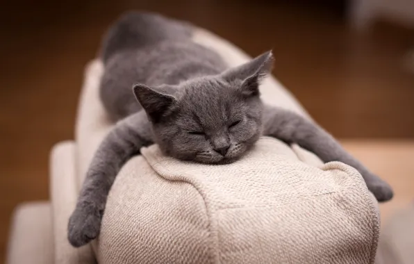 Grey, sofa, paws, Kitty, sleeping, lies