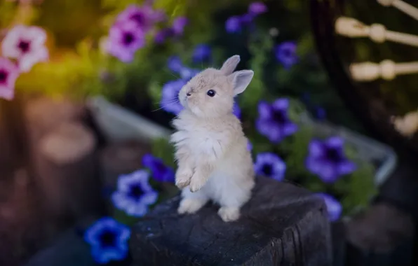 Flowers, small, rabbit