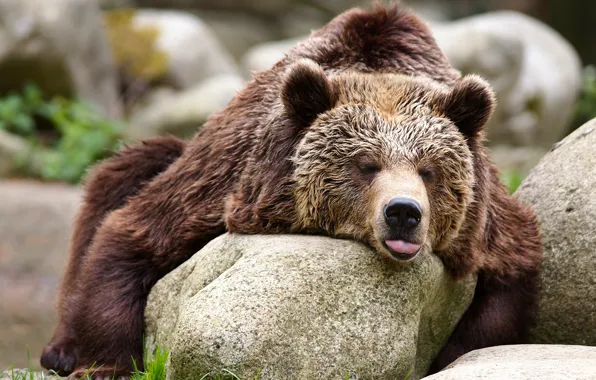 Stones, relax, bear, the Bruins