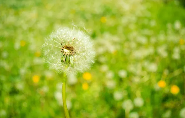 Flowers, nature, dandelion, spring