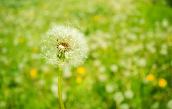 Picture flowers, nature, dandelion, spring