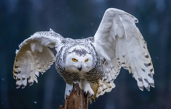 Picture Birds, snowy, owl, Wings, Owls