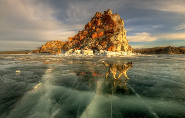 Picture the sun, lake, ice, dog, spring, Baikal
