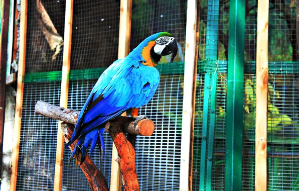 Picture color, parrot, beautiful