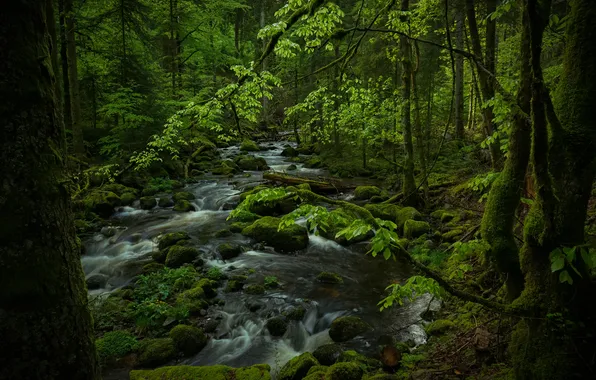 Picture forest, nature, river, stream