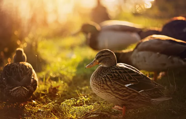 Picture birds, nature, duck