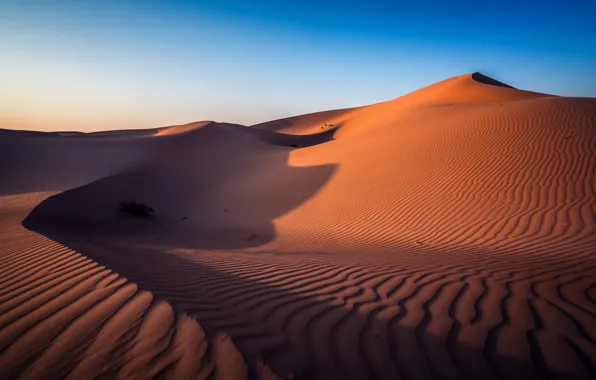 Desert, Abu Dhabi, UAE