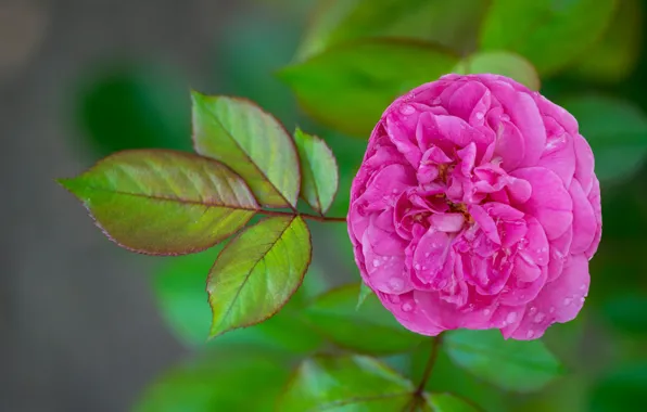 Leaves, drops, roses, pink