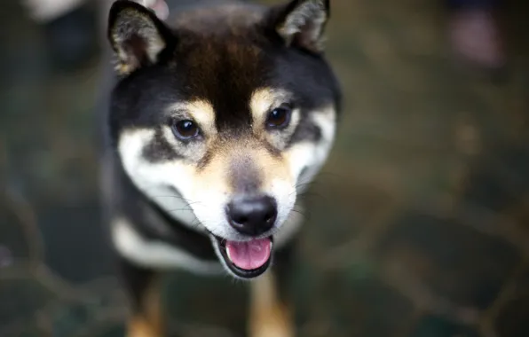 Language, look, dog, dog, Shiba Inu