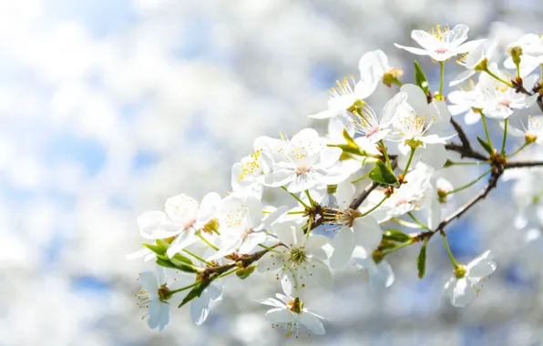 Color, Flower, Plant, Plants, Flower, Flowers, Color, Flora