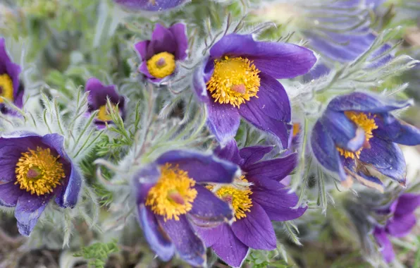 Picture flowers, bouquet, spring, buds, a lot, lilac, cross