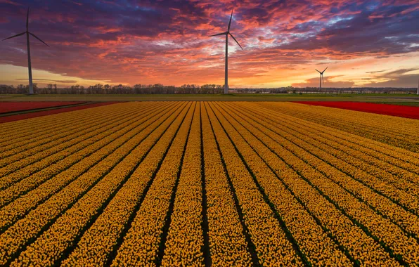 Field, the sky, clouds, flowers, strip, view, spring, dal