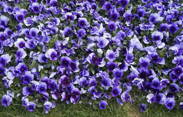 Flowers, glade, spring, purple, Pansy, flowerbed, a lot, lilac