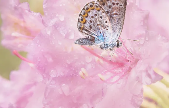 Picture flowers, butterfly, pink