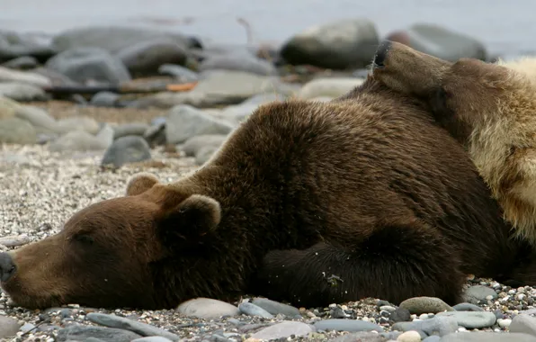 Stones, photo, shore, sleep, bears, lie