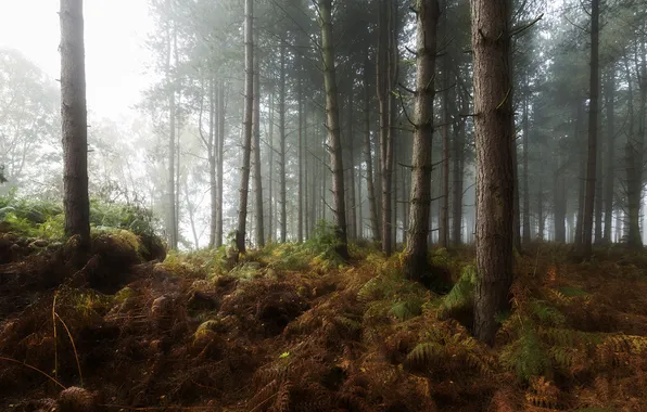 Autumn, forest, nature