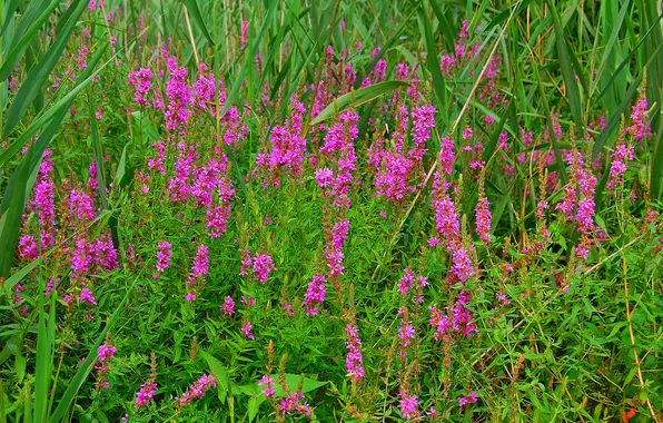 Field, grass, flowers, plant, meadow