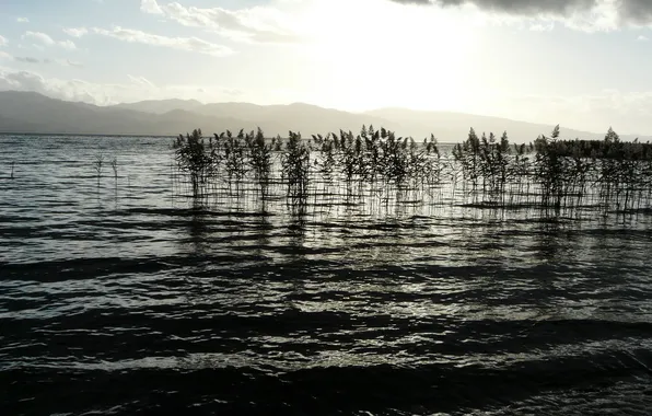 Landscape, nature, lake, morning, reed