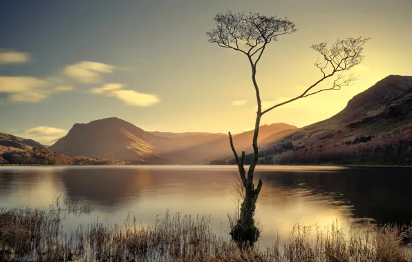 Trees, mountains, lake, England, Cumbria, Batterer