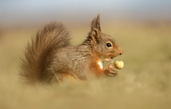 Look, nature, background, food, walnut, protein, profile, face