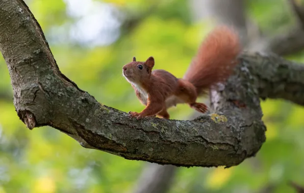 Picture look, trees, branches, nature, pose, jump, protein, rodent