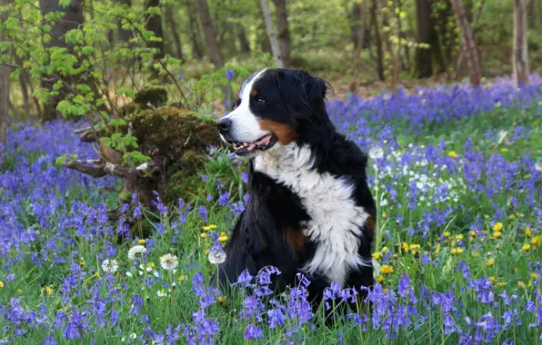 Forest, look, face, flowers, branches, nature, pose, glade