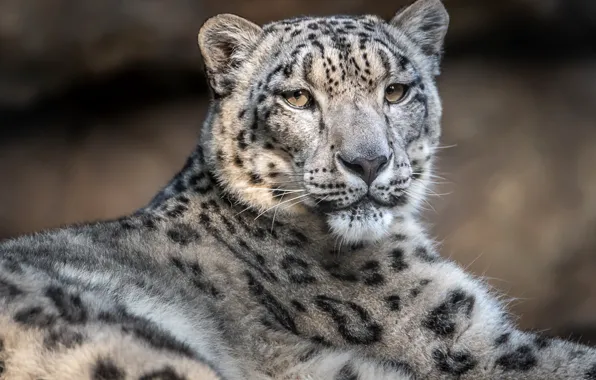 Portrait, IRBIS, snow leopard, handsome
