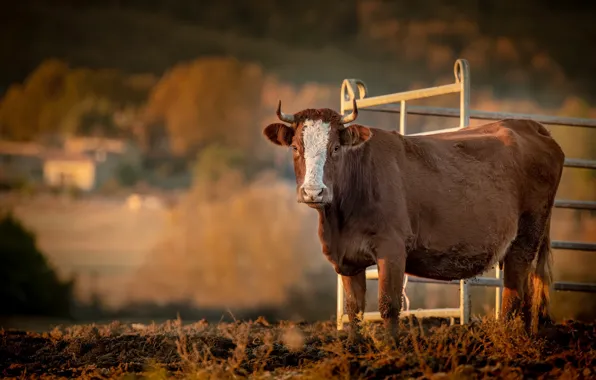 Field, autumn, look, cow, village, pasture, the fence, brown