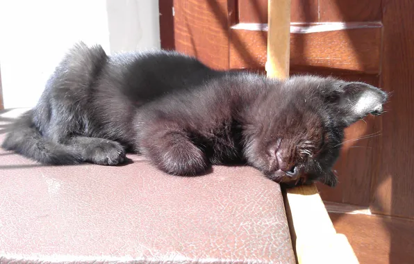 The sun, stay, Kitty