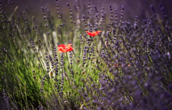 Summer, Maki, lavender