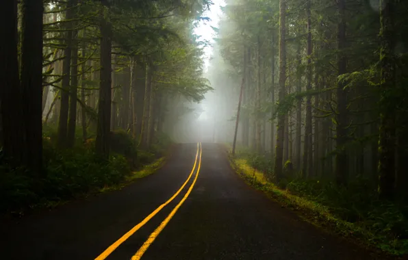 Road, forest, fog