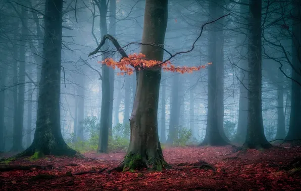 Autumn, forest, trees, branches, fog, trunks, glade, foliage